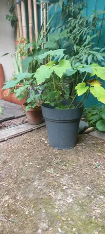 PLANTE "Aémone du Japon" de couleur rose, végétent en pot dans ma cour