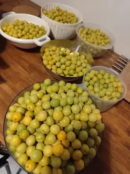 PRUNES JAUNES CUEILLIES LE MERCREDI 02 07 25