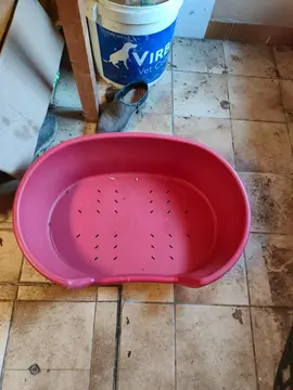 panier petit chien