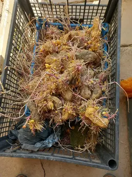 pommes de terre à planter