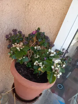 fleur avec sont pot et sont sous pot