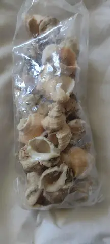 Coquillages (vrai) pour décoration