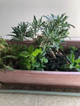 Jardinière plantée (fleurs et menthe fraiche)