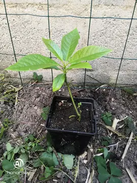 Plan d'avocatier H20cm (1)