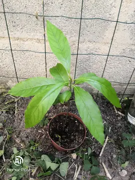 Plan d'avocatier H25cm (2)