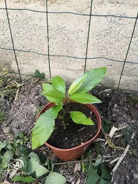 Plan d'avocatier H20cm (3)