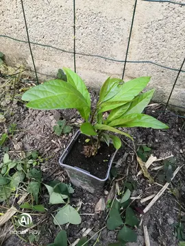 Plan d'avocatier H20cm (4)