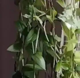 pour FLAVIE Boutures de plante tombante misère Tradescantia