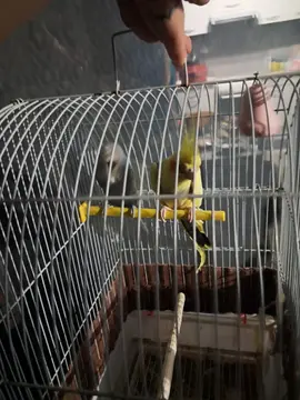 Cage