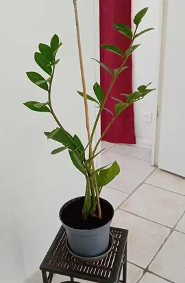 2 plantes suite rempotage