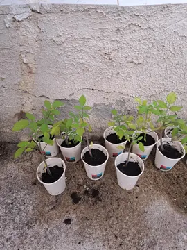 Plants de tomates