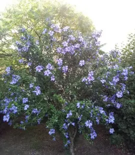 pousse d'Hibiscus violet