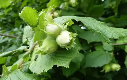 pousse de noisetier