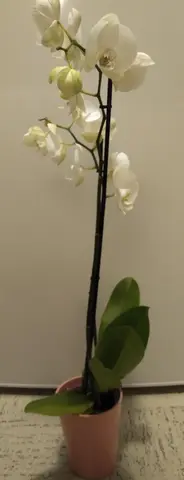 Orchidée