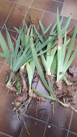 iris