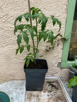 plant de tomates