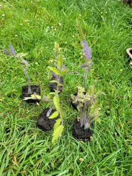 quelques plants de tomates