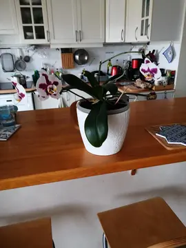 Donne Orchidées