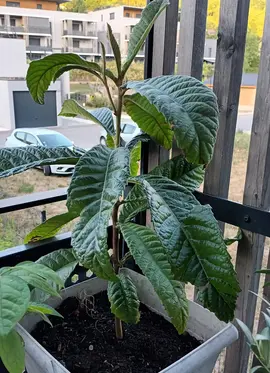 Neflier à planter