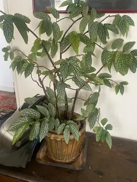 très beau tamaya avec son pot