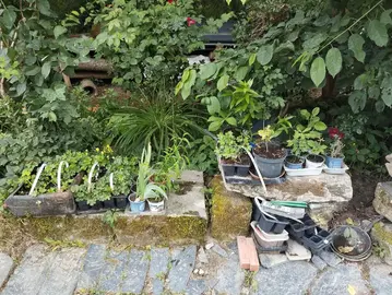 Arbres et plantes en pots