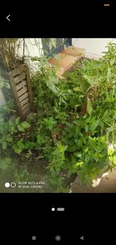 3 pieds de menthe avec racines