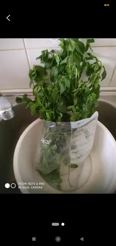 Menthe fraîchement cueillie délicieuse