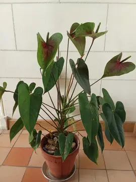 Plante Anthurium