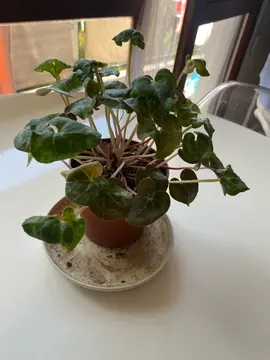 plante intérieure