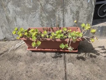 jardinière avec plantes