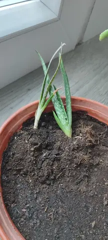 Deux pousse d aloe vera