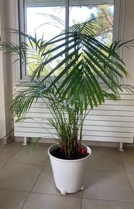 2 palmiers areca