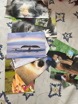 Cartes animaux