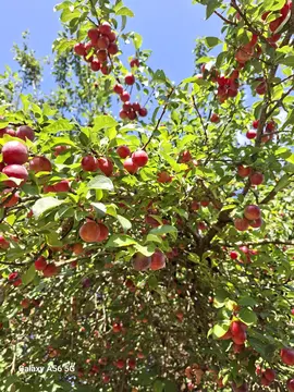 donne prunes