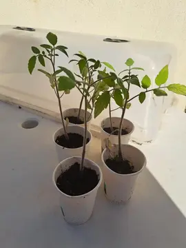 5 tomates cerises