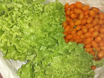 Salades, tomates