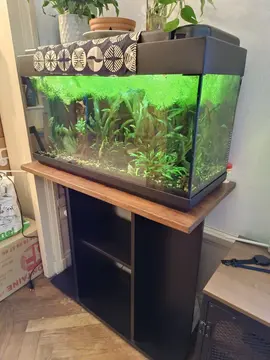 aquarium 70l URGENT DÉMÉNAGEMENT