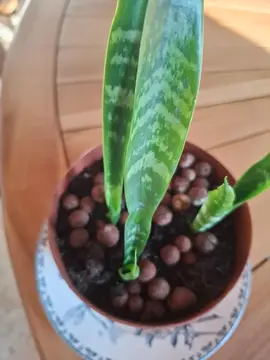 plante verte