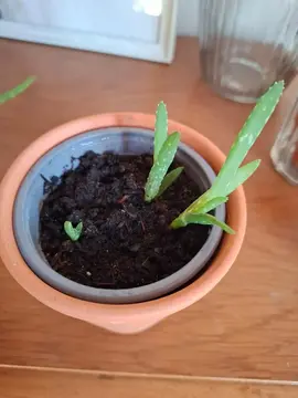 bébé aloe vera