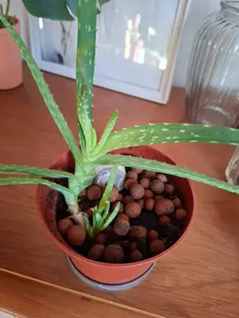 aloe vera