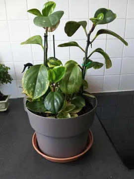 plante peperonia