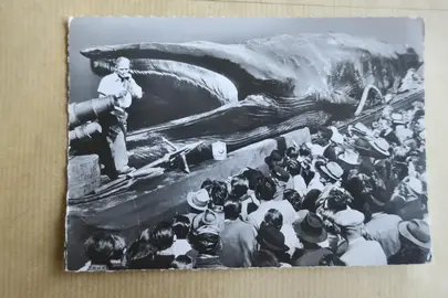 Carte postale ancienne La Baleine Géante « Jonas »