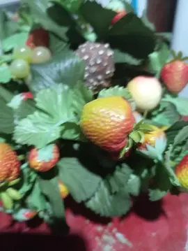 coupe à fruit