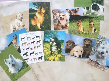 fiches et cartes postales chiens et chats