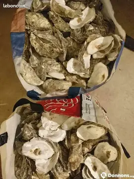 Coquilles d'HUITRES