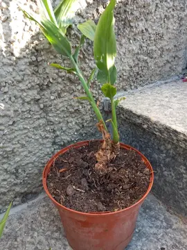 pied de canna