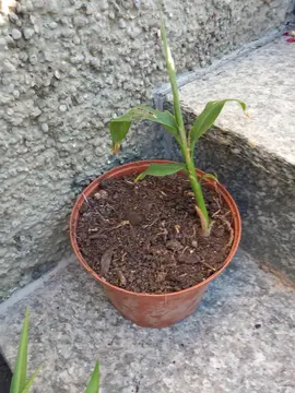 pied de canna N°2