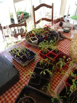semis de tomates différentes variétés