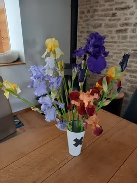 Plants d'Iris variés