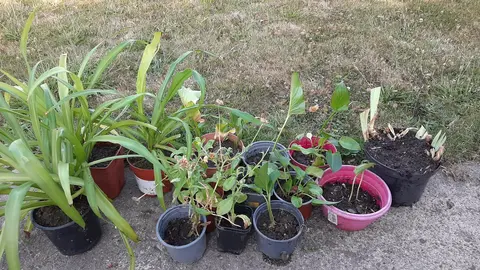 plantes intérieur-extérieur